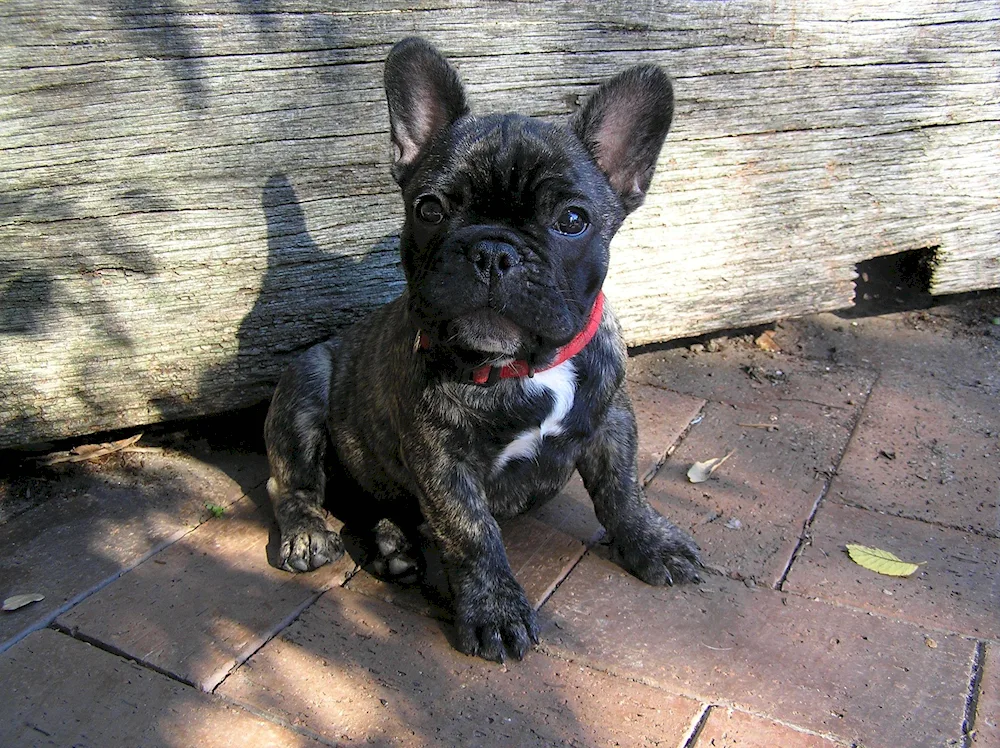 French bulldog. Tiger Bulldog