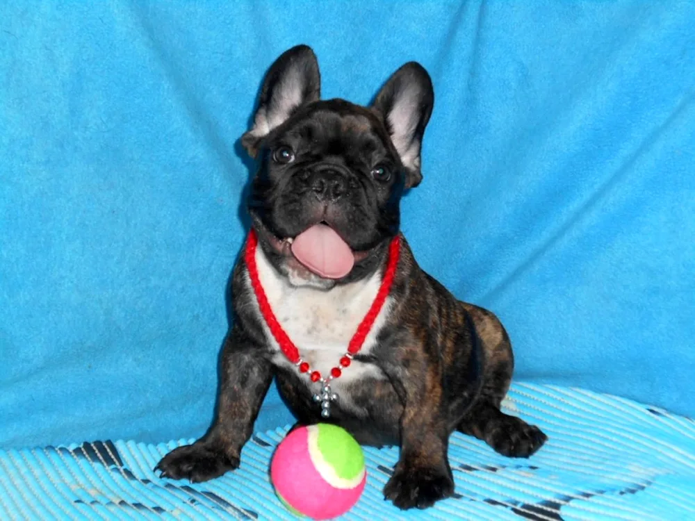 French Bulldog Tiger Bulldog puppy