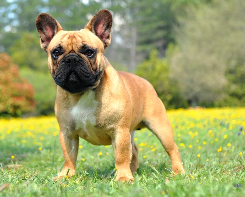 Lilac Fawn French Bulldog