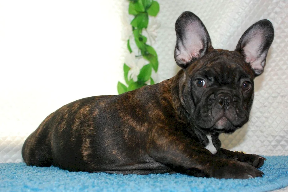 French bulldog tiger puppy