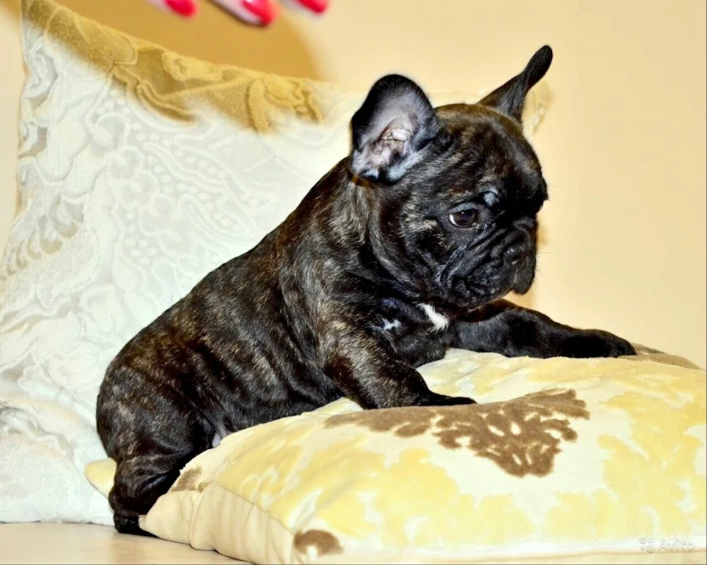 French bulldog tiger