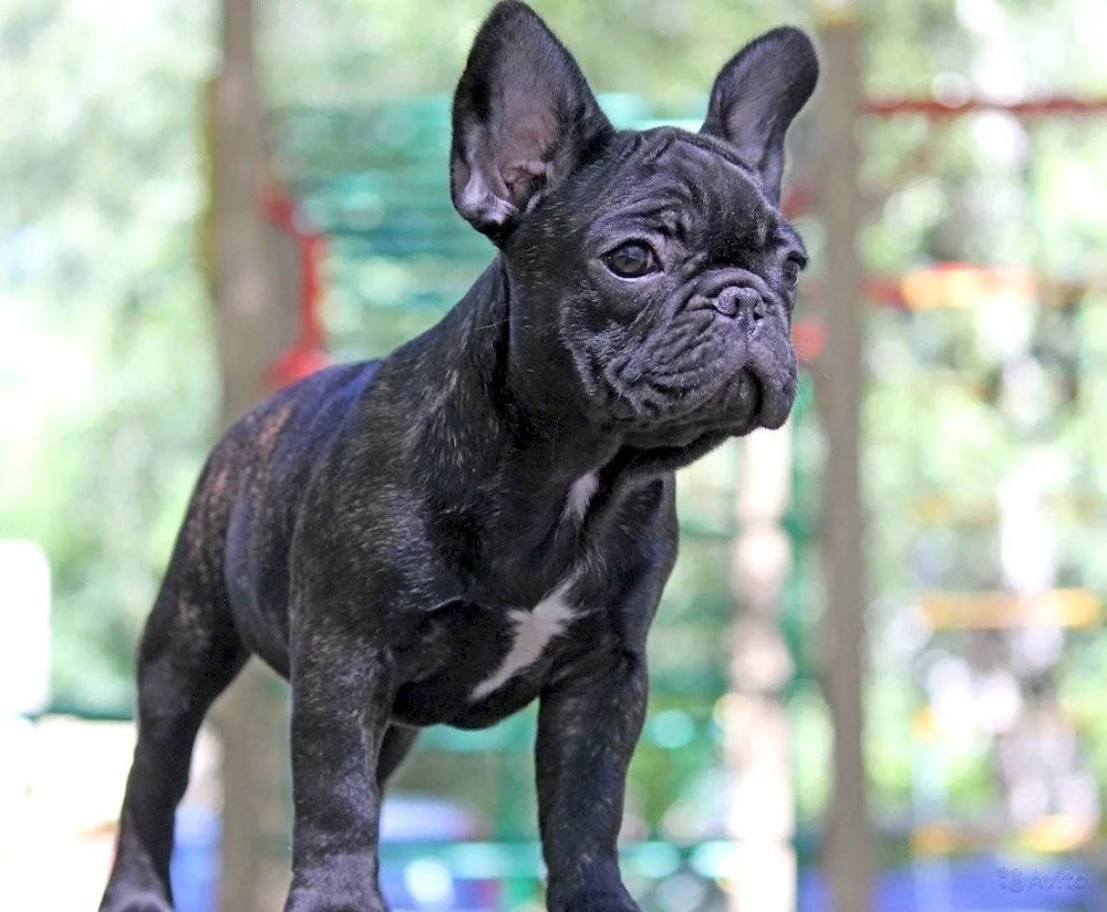 French bulldog tiger