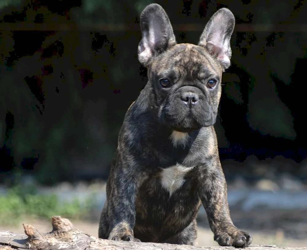 French bulldog tiger