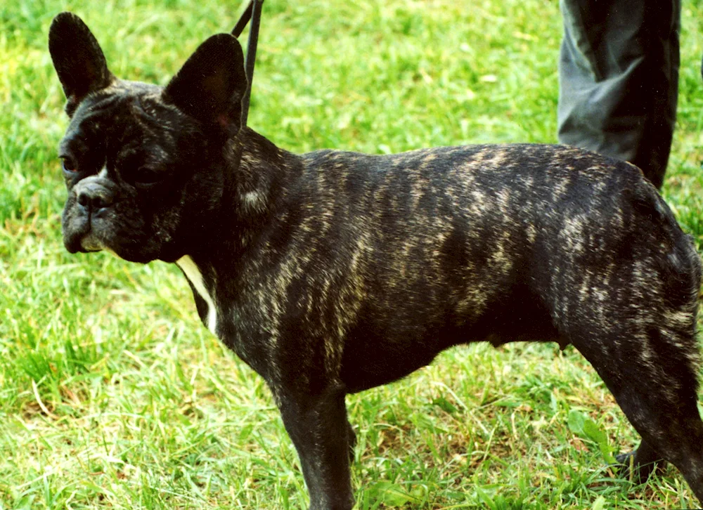 French bulldog tiger