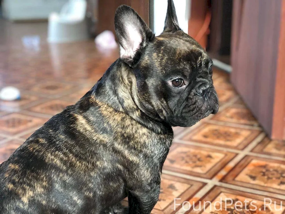 French Tiger Bulldog