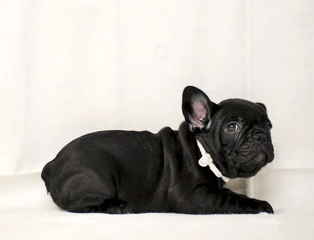 Dog French bulldog tiger