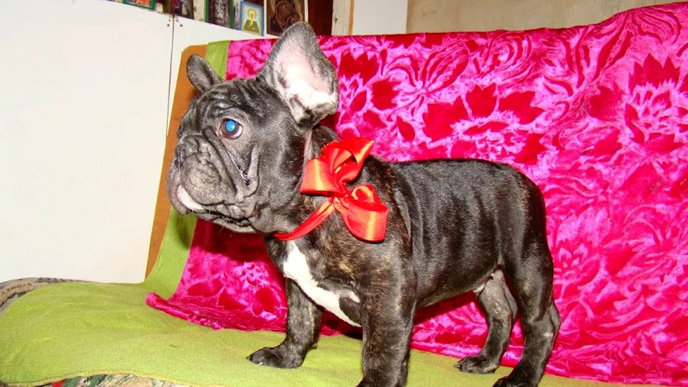 French bulldog tiger bulldog