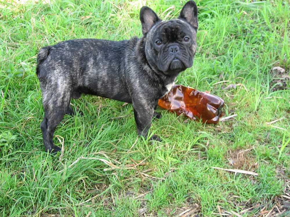 French bulldog tiger bulldog tiger bulldog tiger bulldog