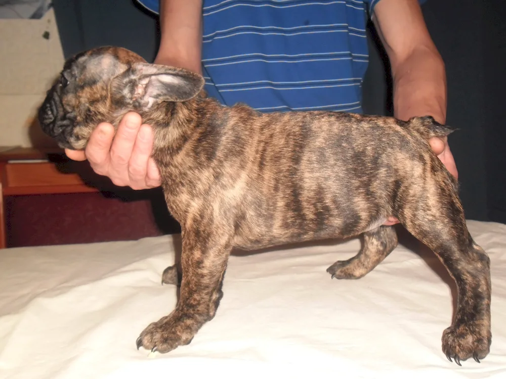 French bulldog tiger