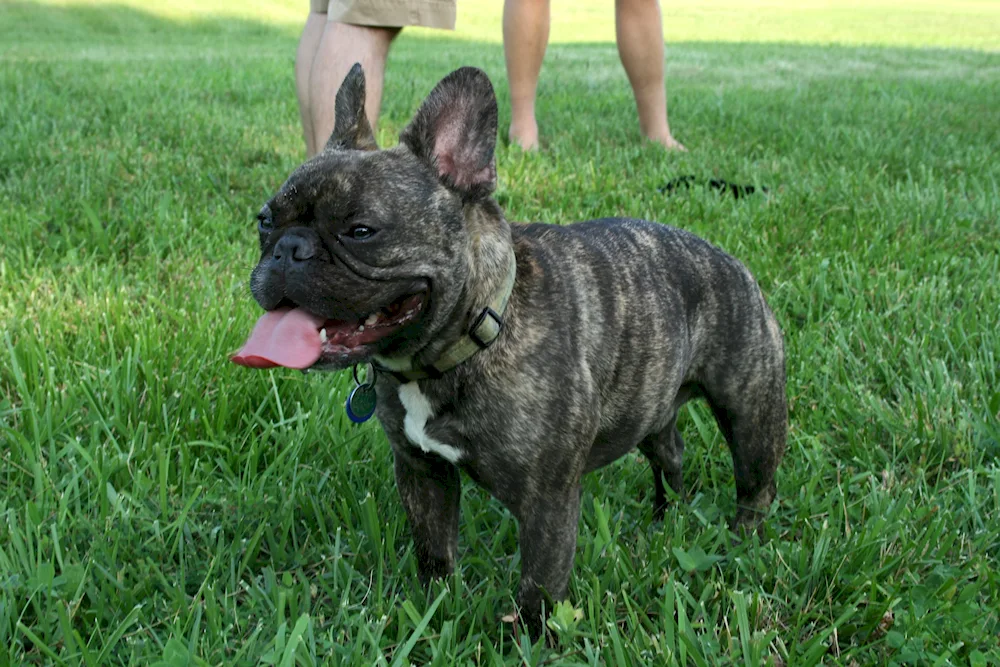 French bulldog tiger