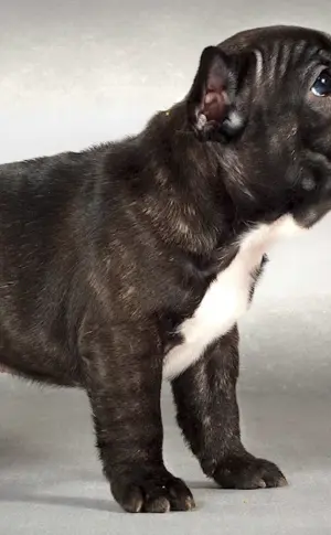 French bulldog tiger puppy