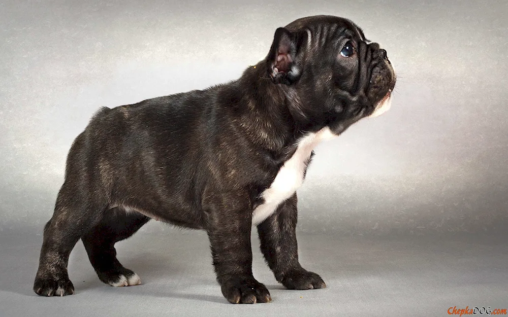 French bulldog tiger puppy