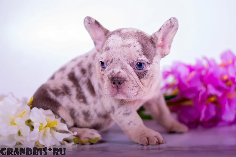 French bulldog colour Merle