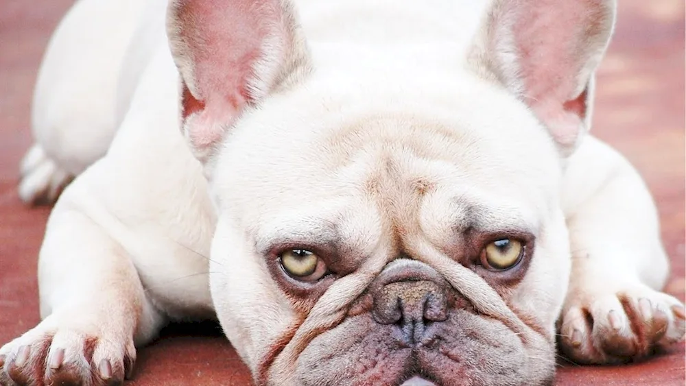 French Bulldog dog