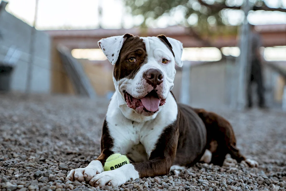 French Staffordshire terrier