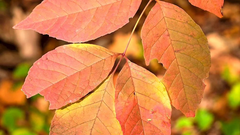 Fraxinus Americana leaves