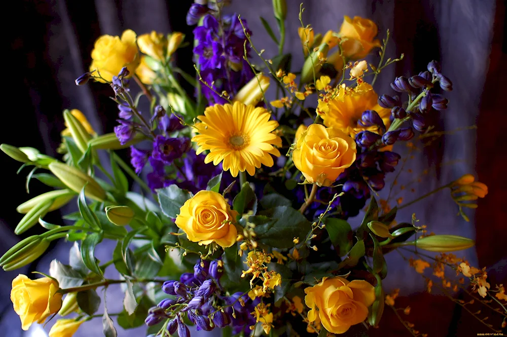 Herberas chrysanthemums Mimosa