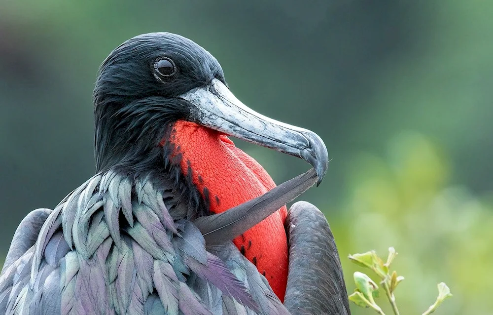 Frigate bird