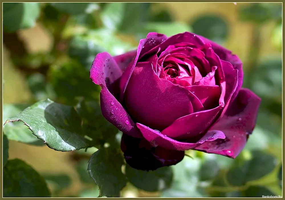 Rosa Overig