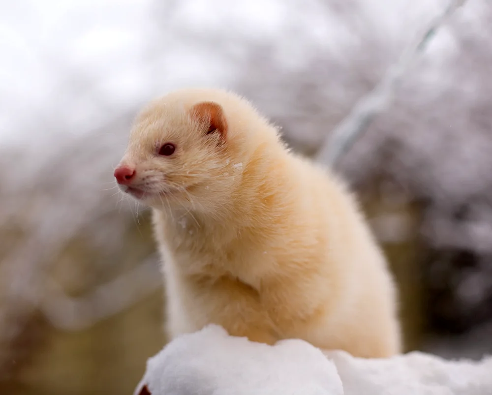 Fret polecat. albino