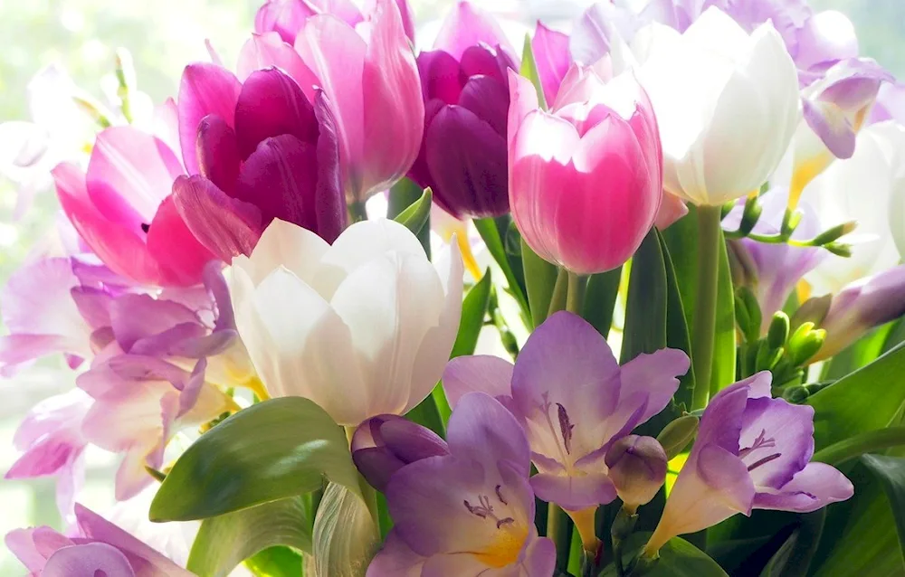 Tulip flowers