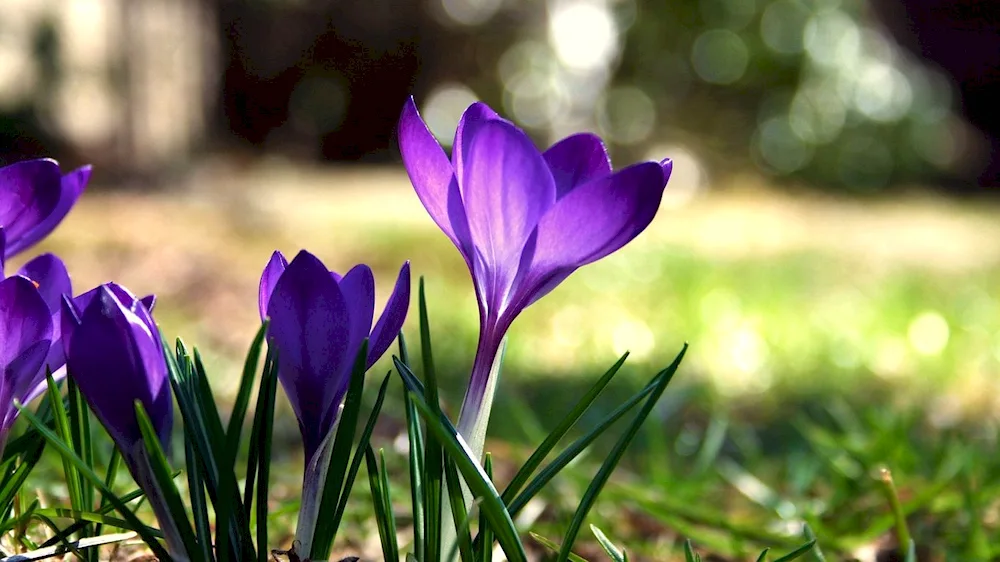 Pink flowers