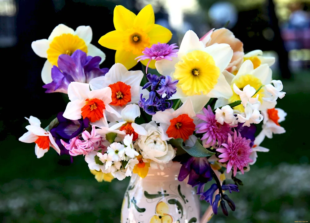 Frescia daffodils