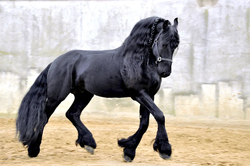Friesian Friesian Horse