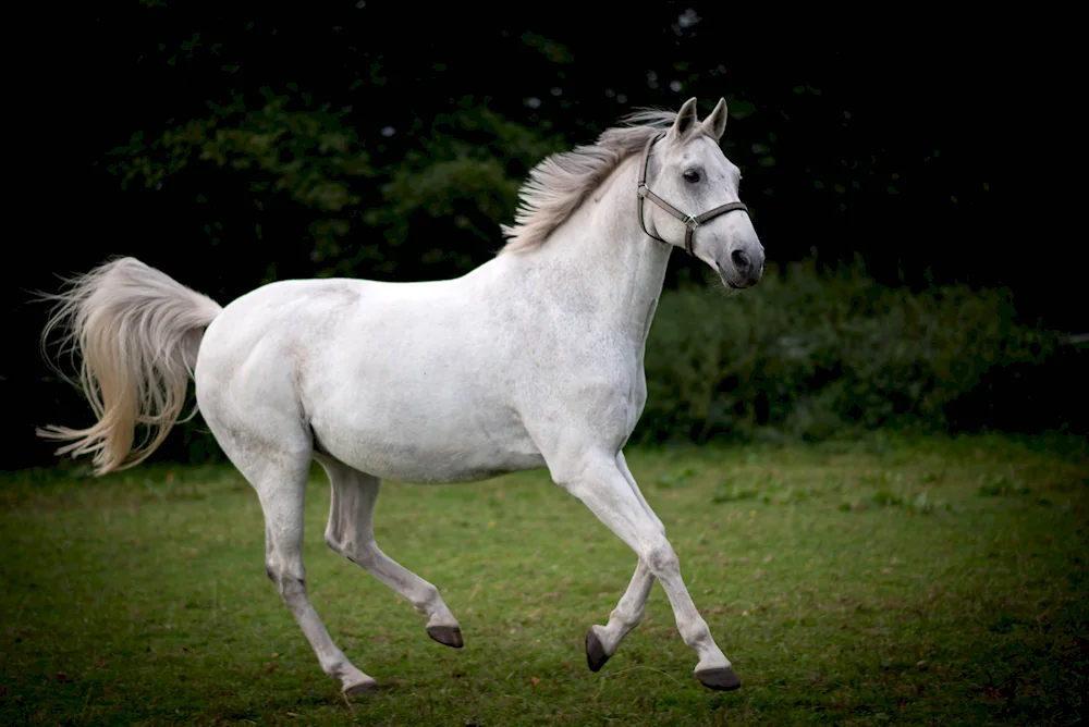 Friesian albino horse