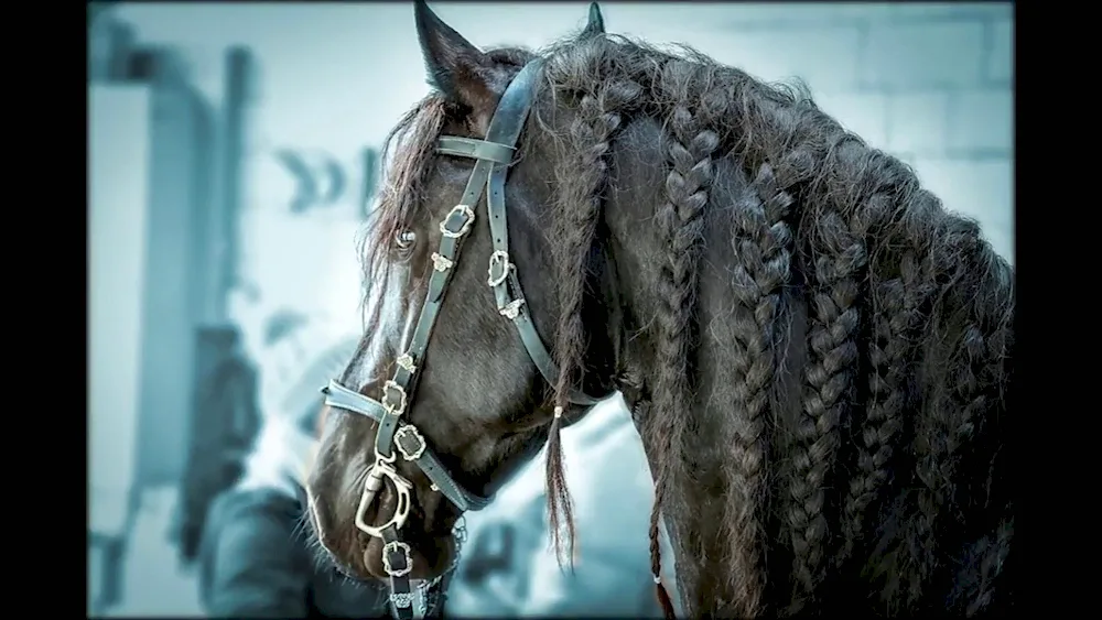 Frisian horse mane