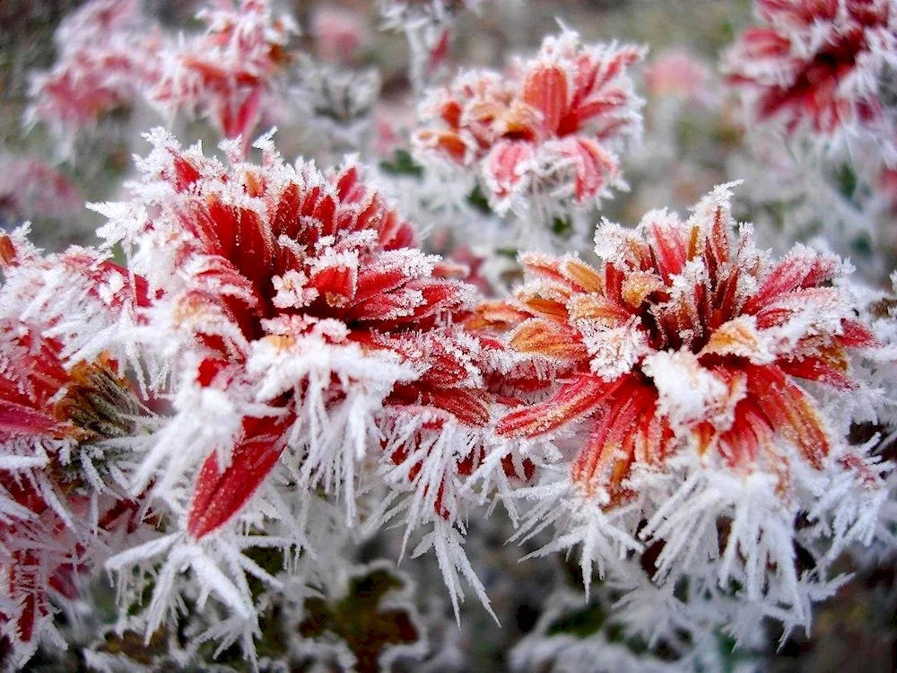 Winter flowers
