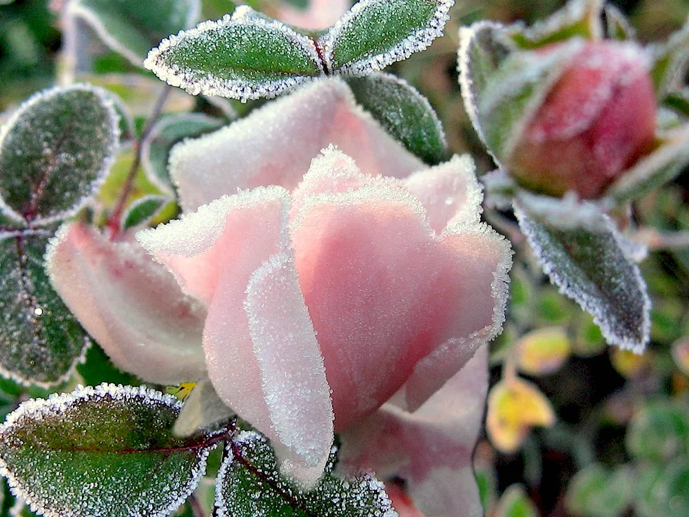 Flowers in the snow