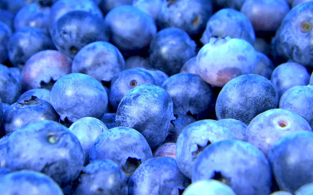 Fruit blueberries blueberries blueberries