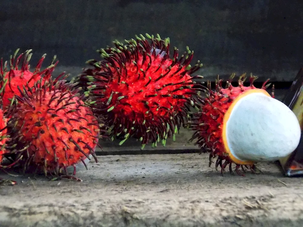 Alligator pear avocado