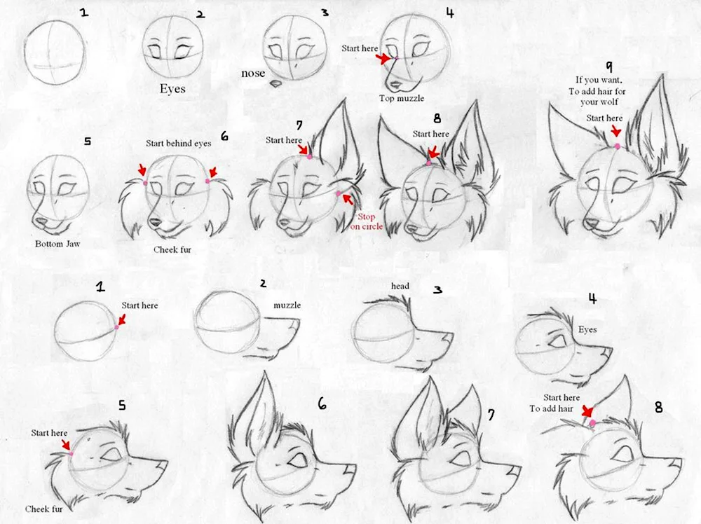 Cats drawings for sketching