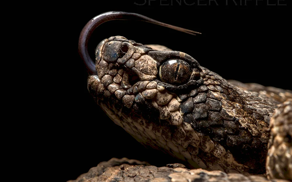 Black Aspid snake