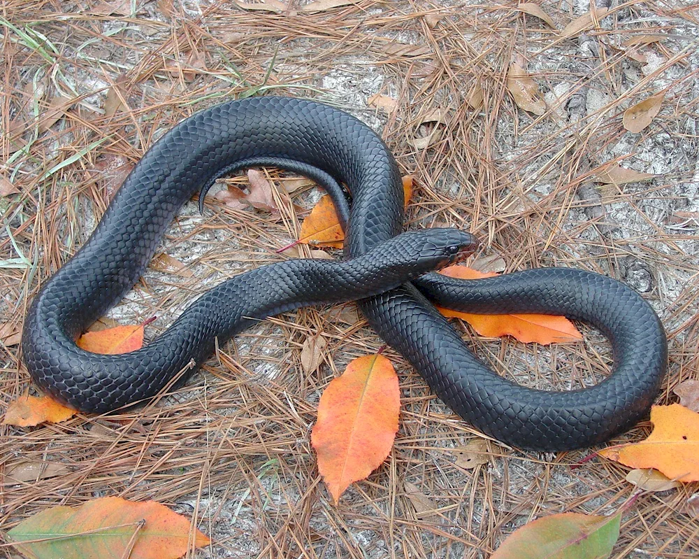 Rat snake