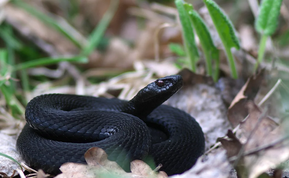 Green tree viper