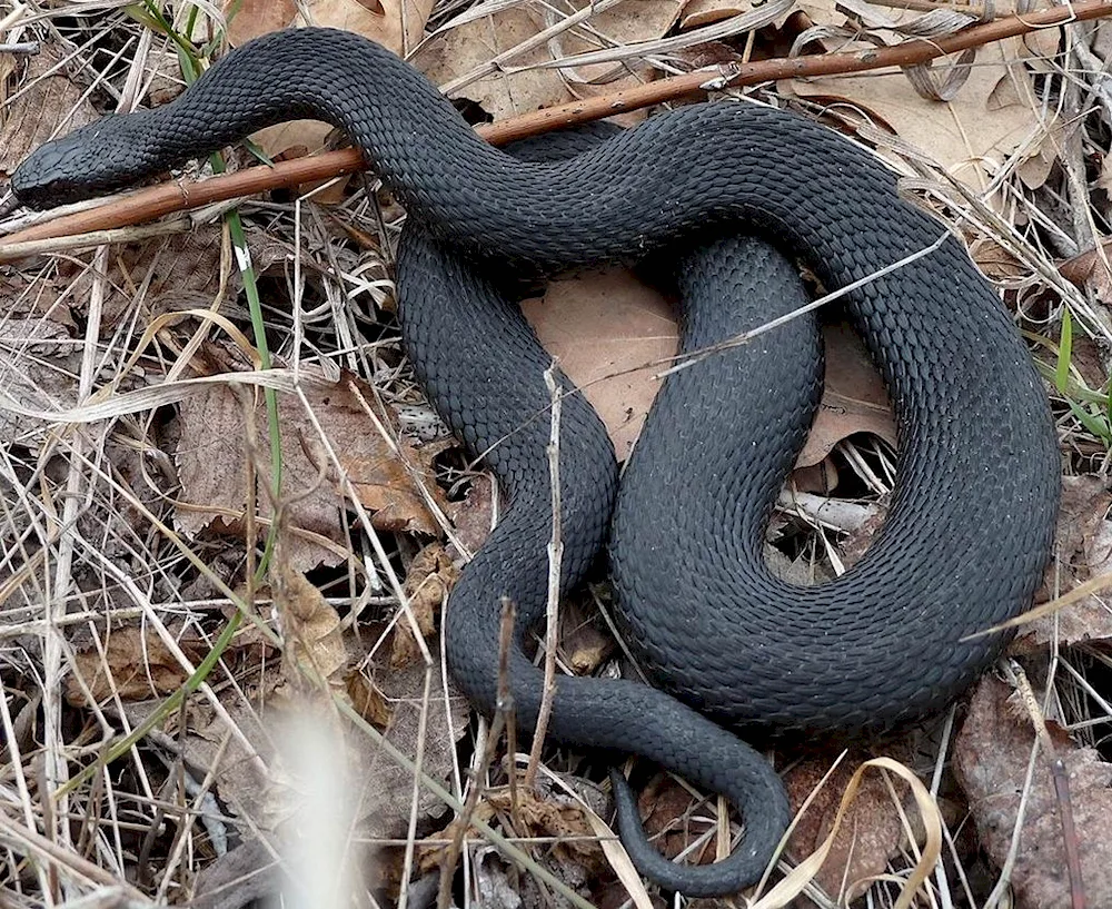 Melanistic viper