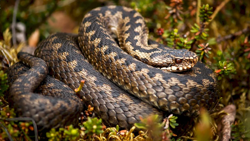 Black Aspid snake