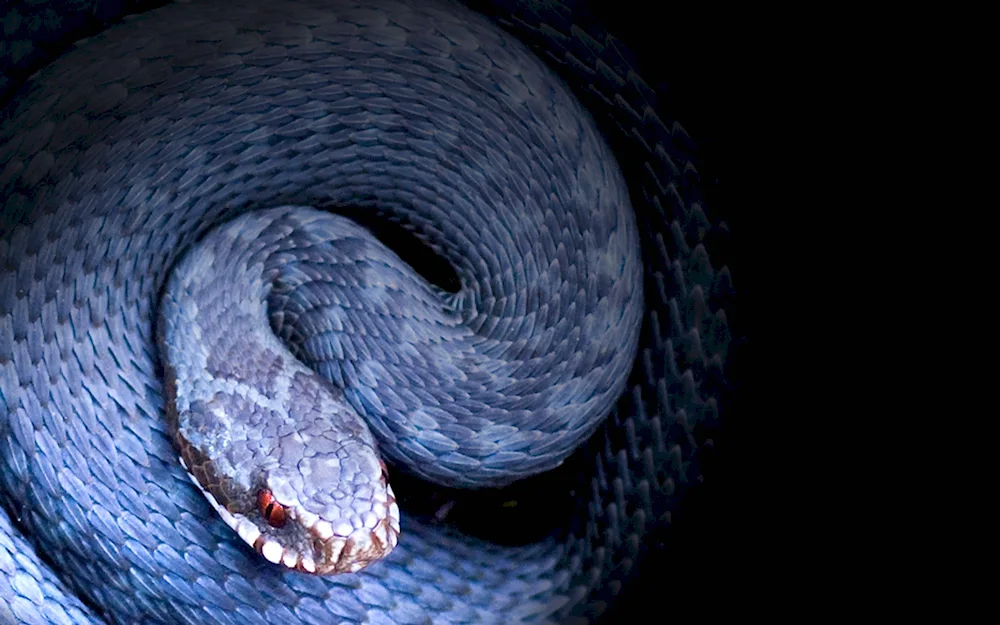 Common blue viper