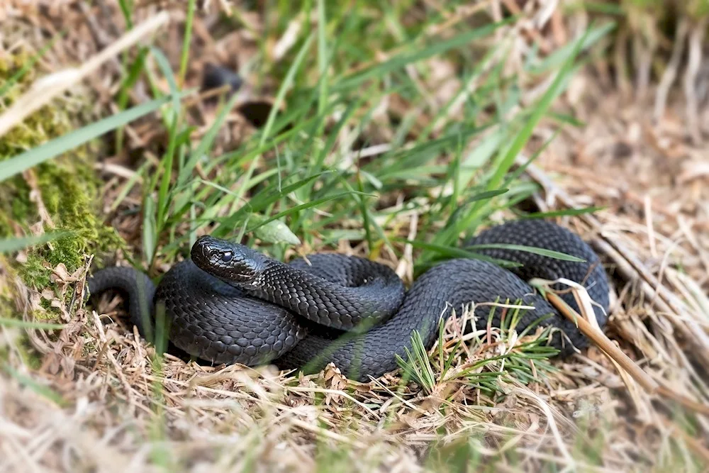 Black Aspid snake