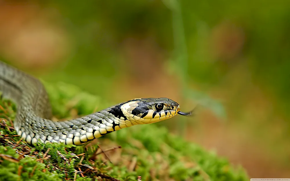 Red-bellied Aspid