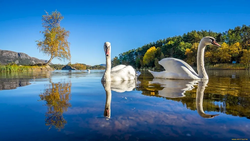 Naroch Lake with swans