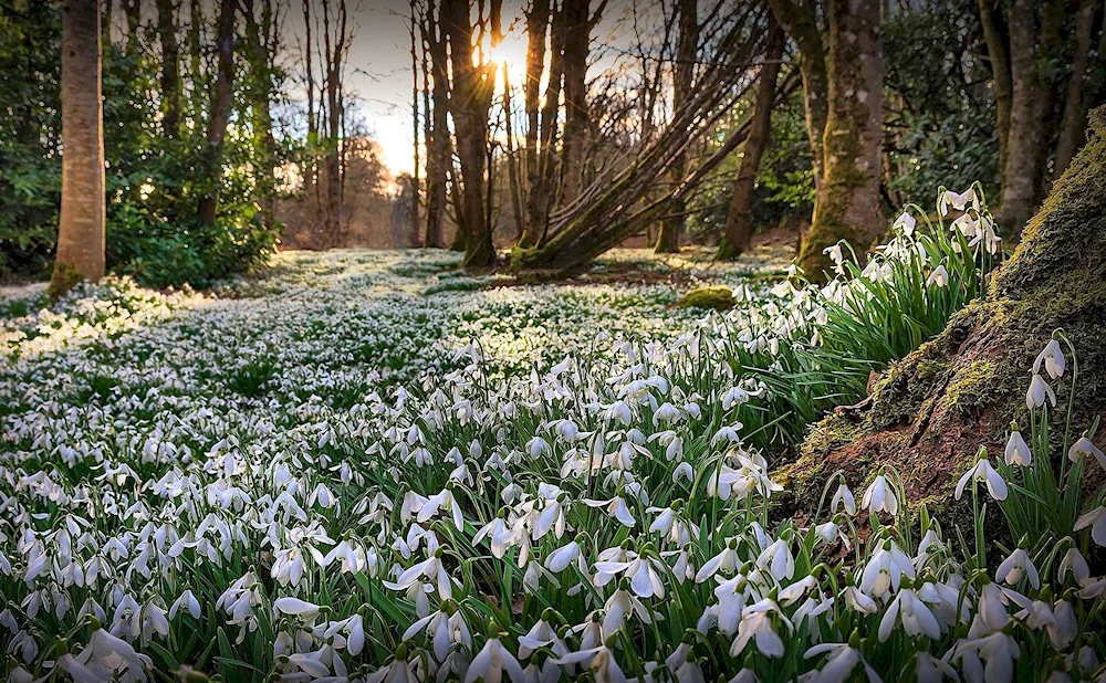 Galanthus snowdropsGalanthus snowdrop Glade lily of the valley