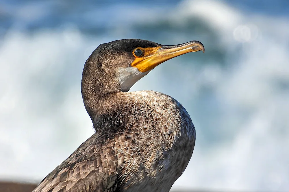 Galapagos Cormorant