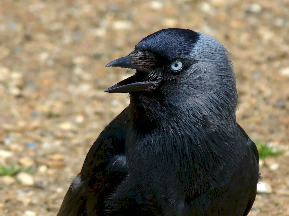 Yellow-billed Galka