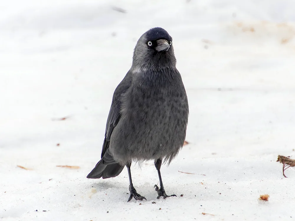 Galka Corvus monedula