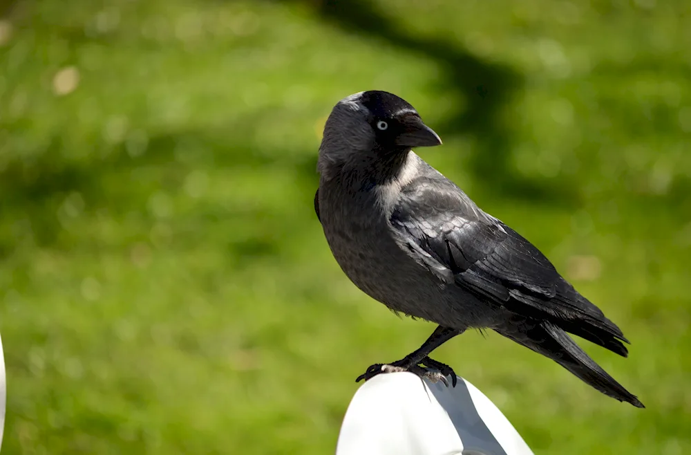 Galka common - Corvus monedula