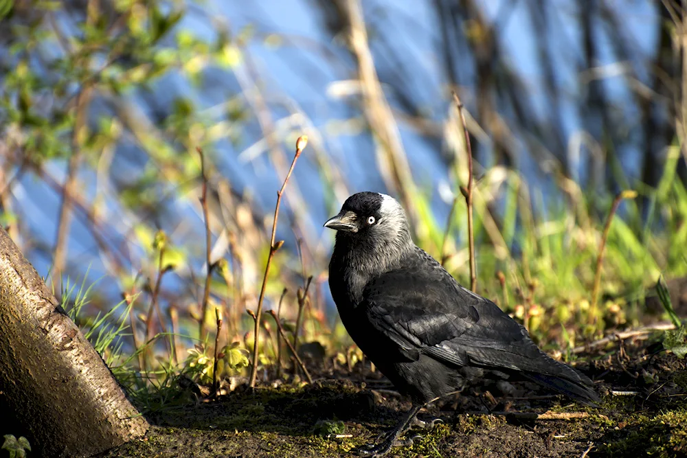 Galka Corvus monedula